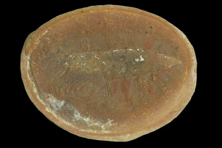 1.9" Fossil Shrimp (Kallidecthes) Pos/Neg - Illinois